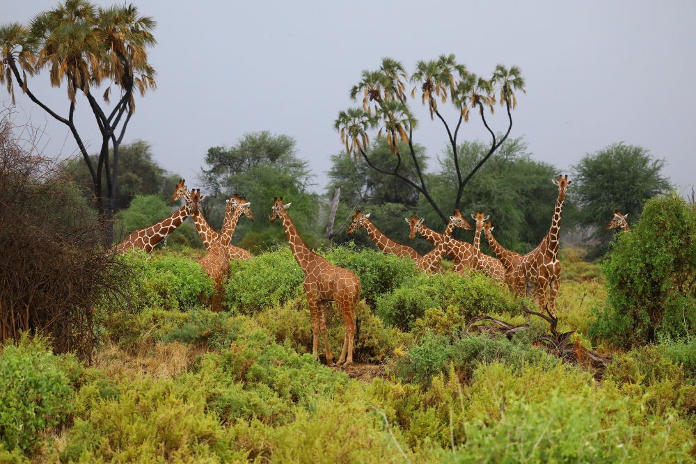 Tanzania Safari
