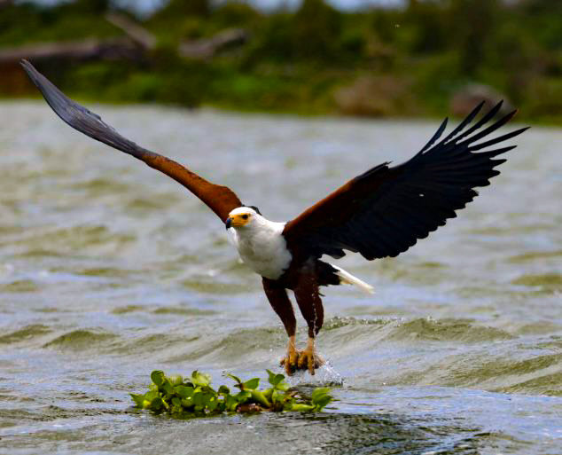 Birdwatching hotspots