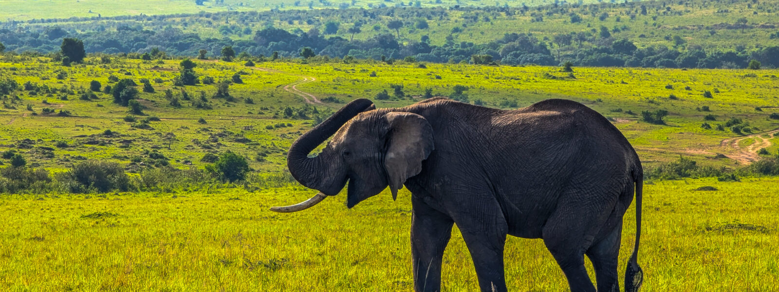 Sustainable Safari Travel Tips