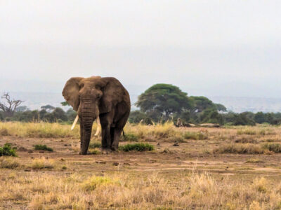 Wildlife Photography