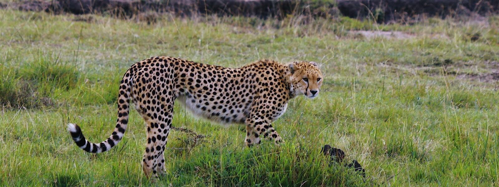 Best Time o Visit Kenya