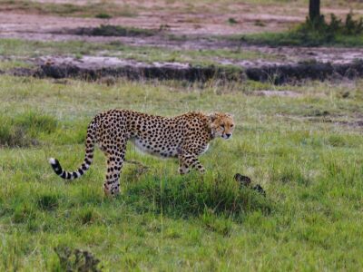 Best Time o Visit Kenya