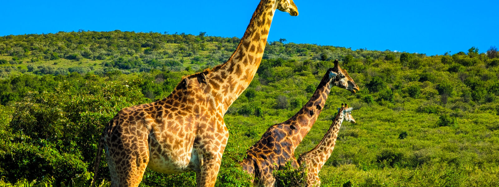 Common safari frustrations