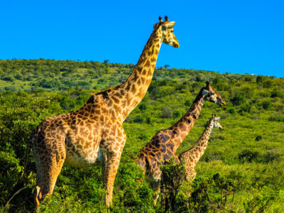 Common safari frustartions Common safari frustrations